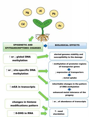 The role of epigenetic and epitranscriptomic modifications in plants exposed to non-essential metals